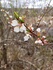 Prunus tomentosa