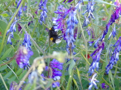 Bombus terrestris dalmatinus