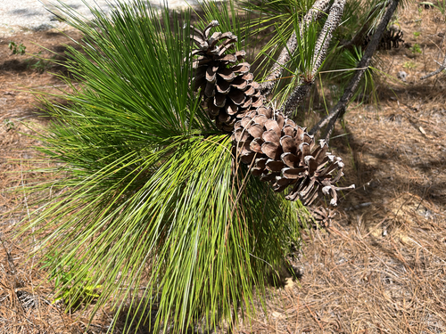 longleaf pine