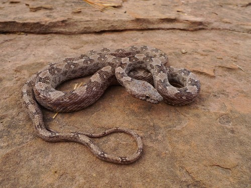 Photo of a Dorr's Racer (Bamanophis dorri)