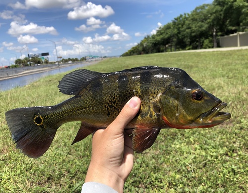 Butterfly Peacock Bass