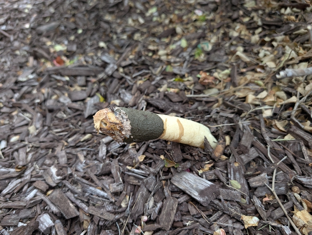 Ravenel's stinkhorn · May 2026 · photo: Photo: (c) Tribal Wolfe, some rights reserved (CC BY) · iNaturalist