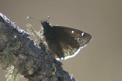 Erynnis telemachus