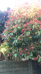 Photinia × fraseri