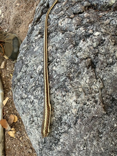 Stripe-bellied Sand Snake