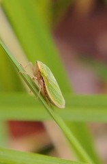 Draeculacephala constricta