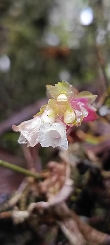 Elleanthus ecuadorensis Garay