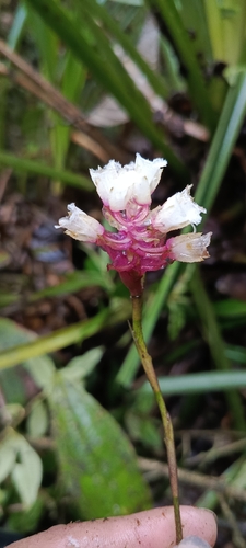 Elleanthus ecuadorensis Garay 2