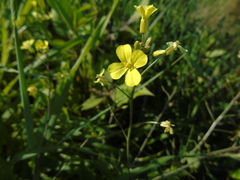 Bunias erucago