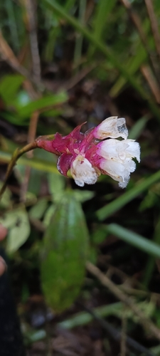 Elleanthus ecuadorensis Garay 3