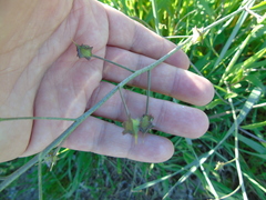 Bunias erucago