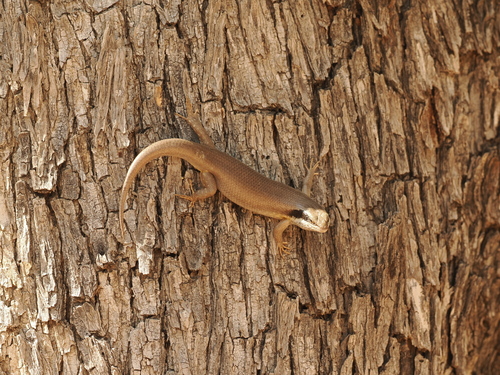 Ovambo Tree Skink