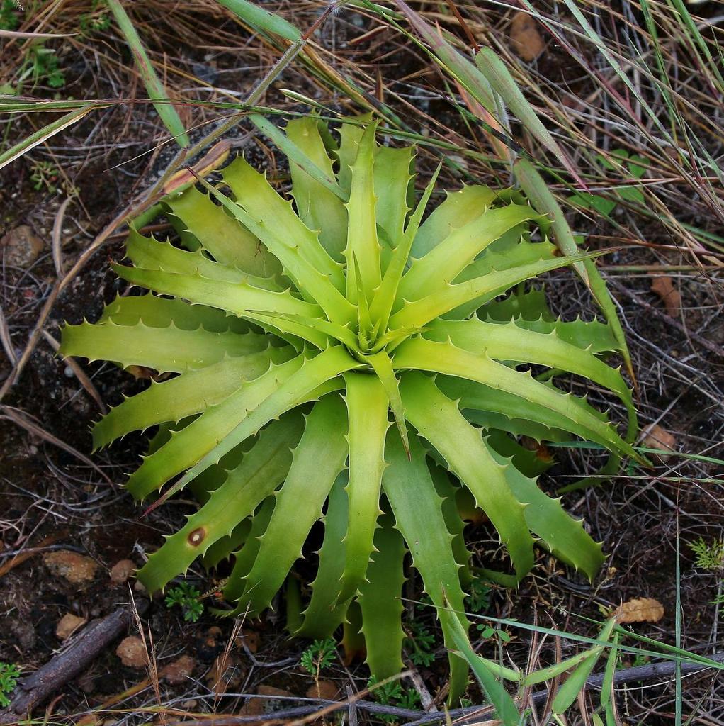 Genus Dyckia · iNaturalist