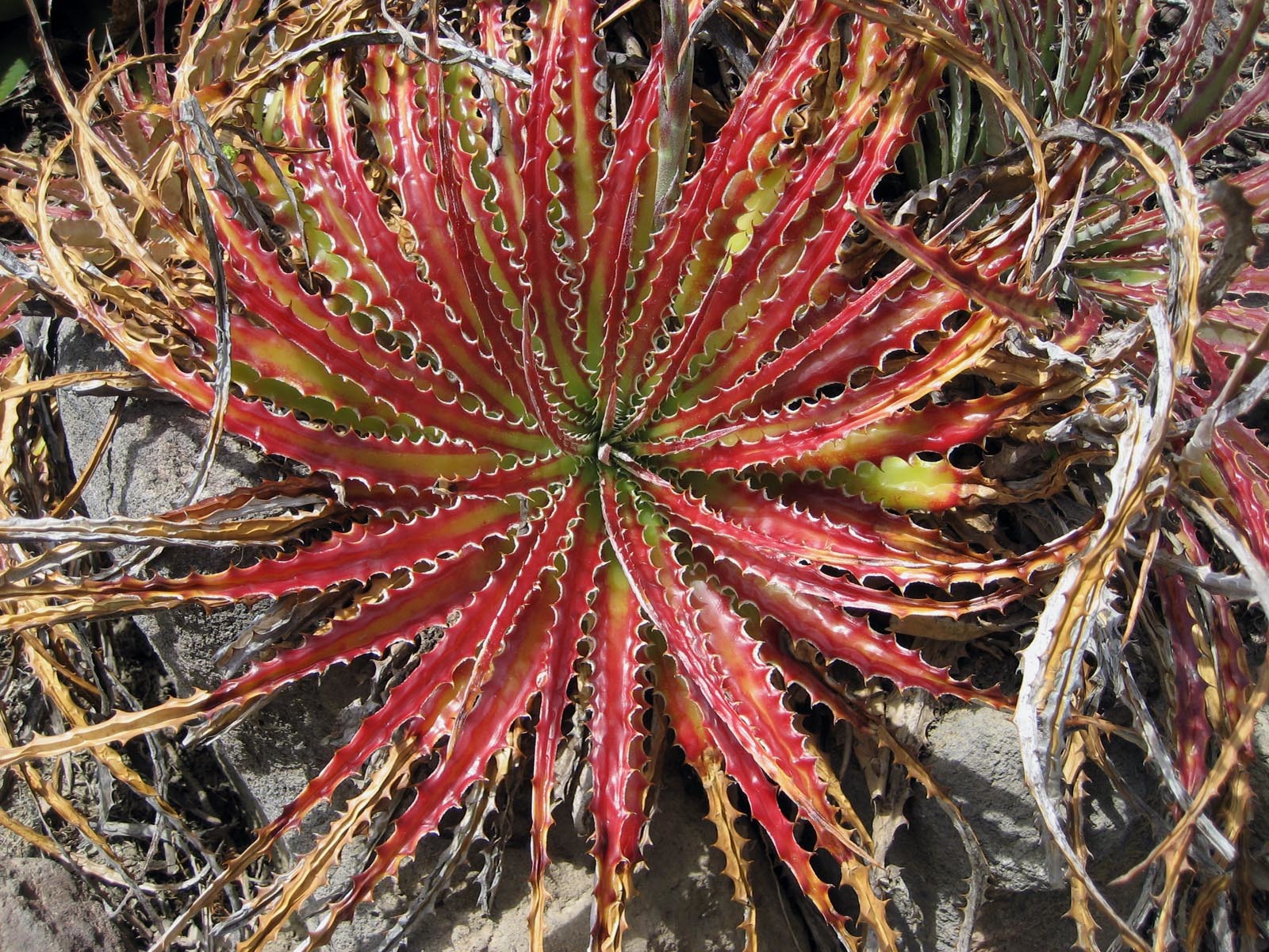 Genus Dyckia · iNaturalist