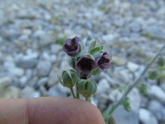 Cynoglossum columnae