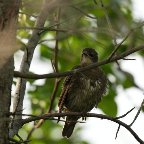 European Starling