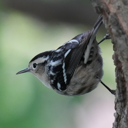Black-and-white Warbler