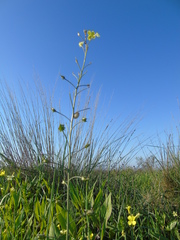 Bunias erucago