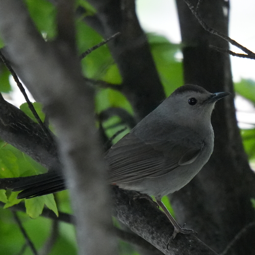 Gray Catbird