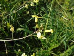 Bunias erucago