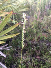 Spiranthes vernalis