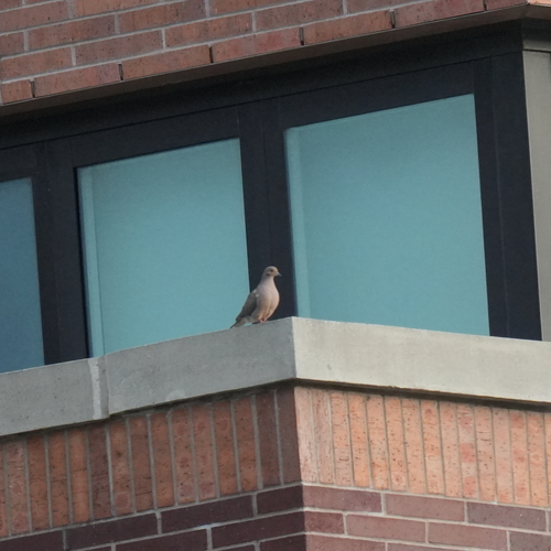 Mourning Dove