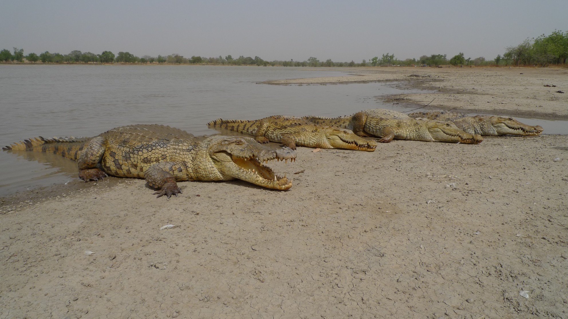 Cocodrilo del Desierto (Crocodylus suchus) · iNaturalist Ecuador