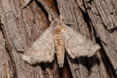 Olceclostera seraphica