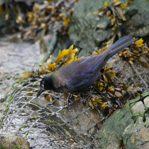 Common Grackle