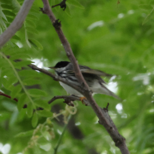 Blackpoll Warbler