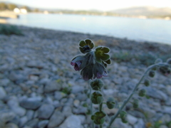 Cynoglossum columnae