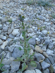 Cynoglossum columnae