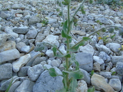 Cynoglossum columnae