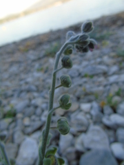 Cynoglossum columnae