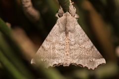 Olceclostera seraphica