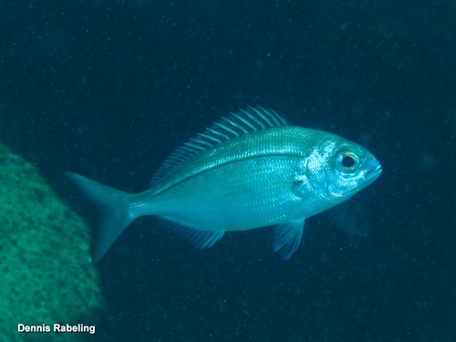 Blackspot Seabream