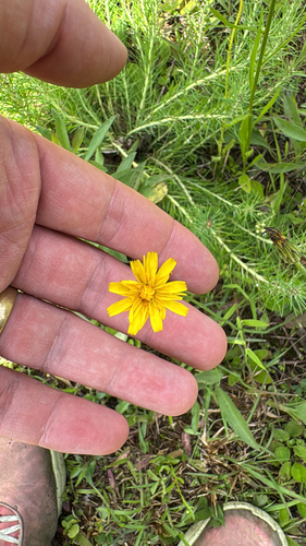 Krigia dandelion, photograph 1