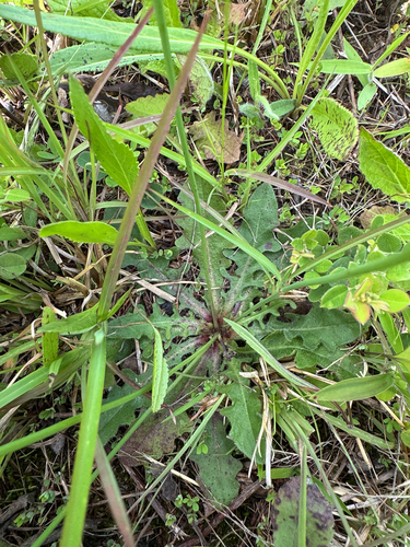 Krigia dandelion, photograph 2