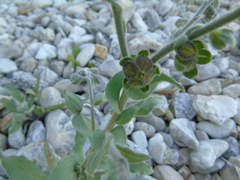 Cynoglossum columnae