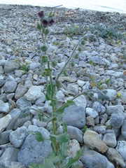 Cynoglossum columnae