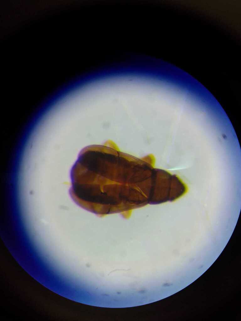 Pachycoleus waltli