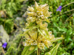 Gentiana burseri villarsii