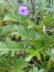 Thaumatophyllum xanadu