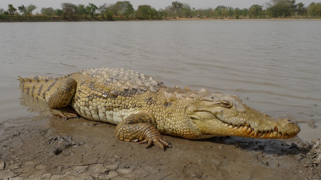 Cocodrilo del Desierto (Crocodylus suchus) · ArgentiNat