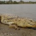 West African Crocodile - Photo (c) Jakob Fahr, some rights reserved (CC BY-NC), uploaded by Jakob Fahr