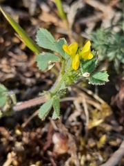 (c) Flavien Saboureau, some rights reserved (CC BY) Medicago littoralis, photograph (c) Flavien Saboureau, some rights reserved (CC BY)