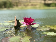 Nymphaea pubescens