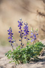 Lupinus havardii