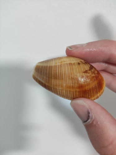 Scaphander lignarius observed 2026-05-23