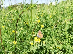 Lycaena alciphron